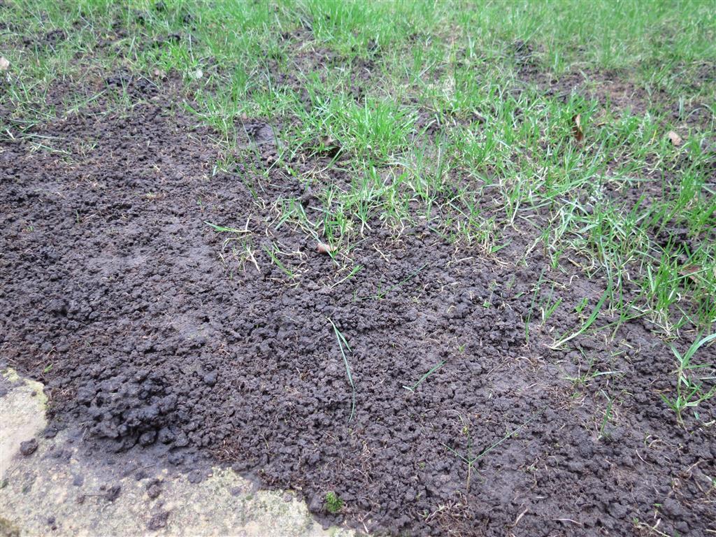 Rolawn Medallion Turf >> Disappearing lawn Rolawn Medallion Turf >> Disappearing lawn