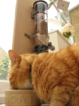 Cat Feeder (Elmo Eating)